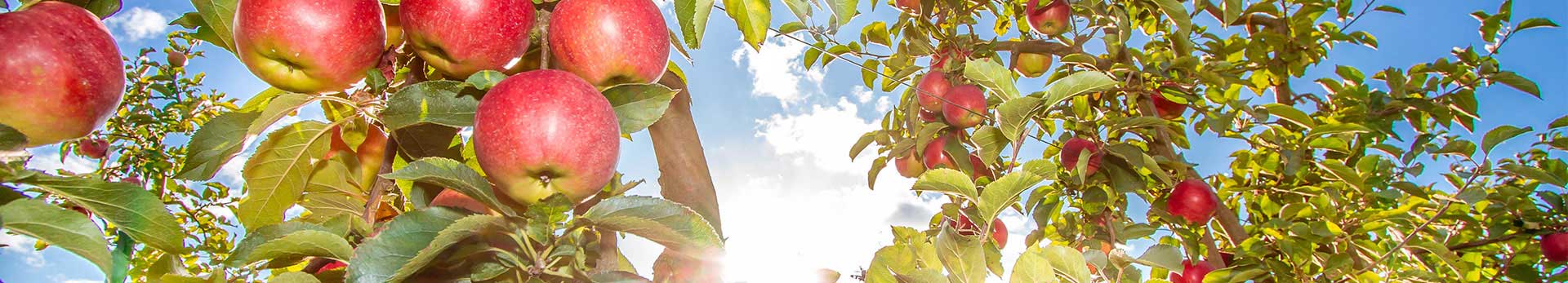 Unsere Äpfel