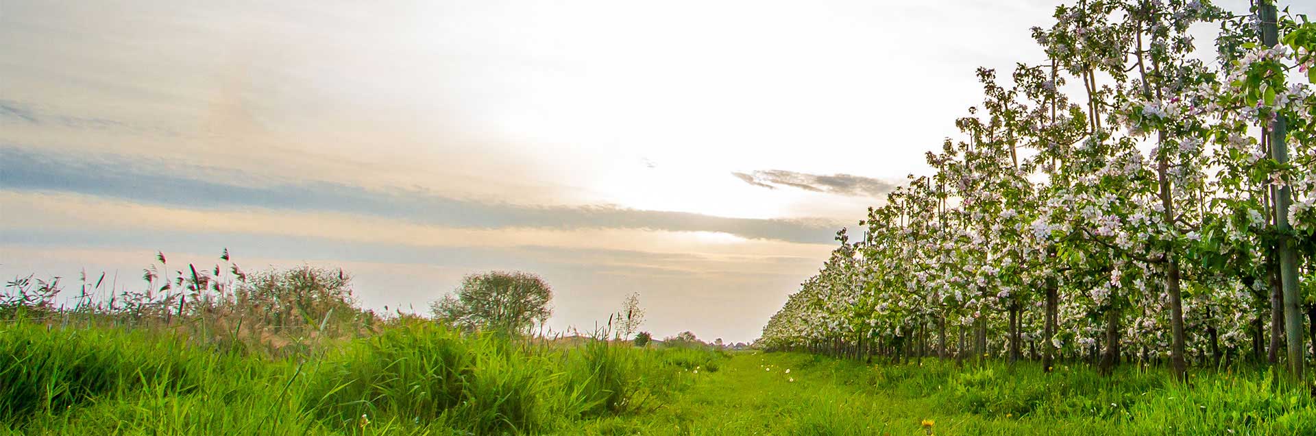 Hintergrundbild Landschaft im Querformat