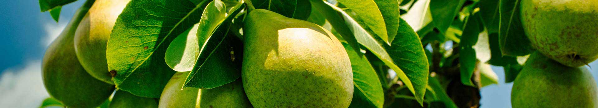 Unsere Birnen