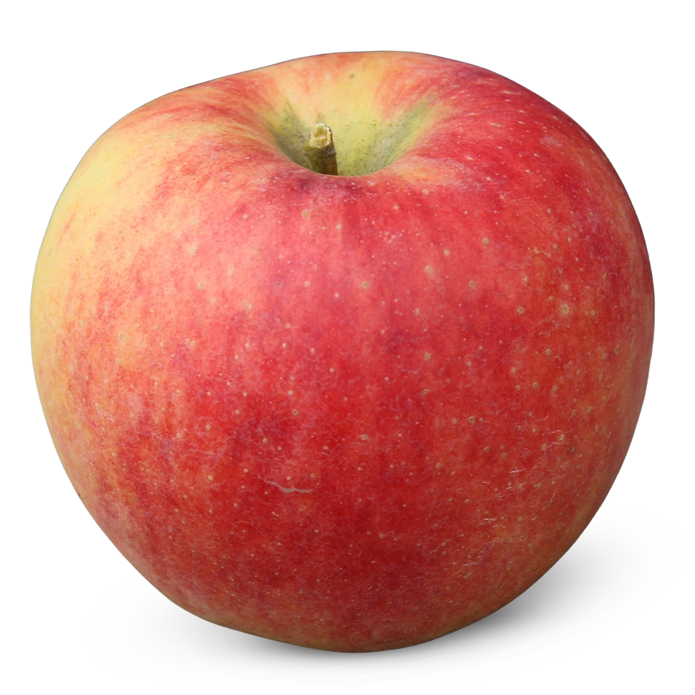 Antares Dalinbel, 4kg